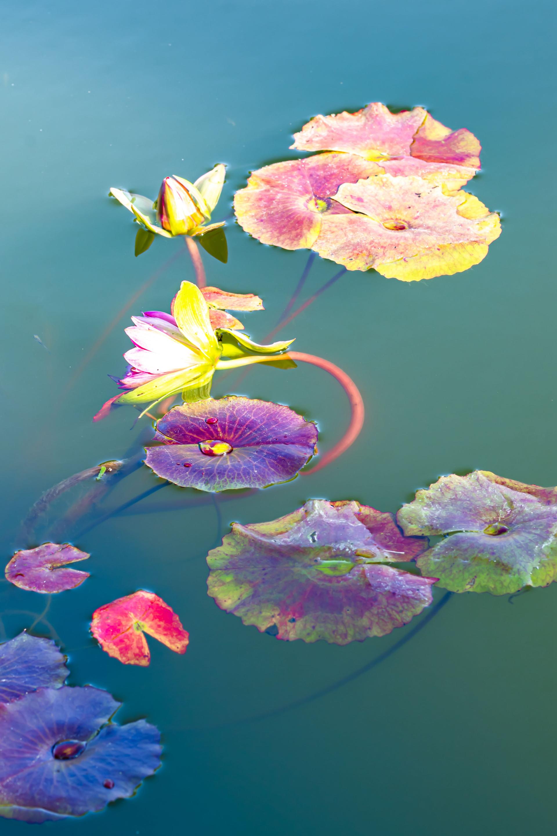 Global Photography Awards Winner - The Beauty of the Lotus