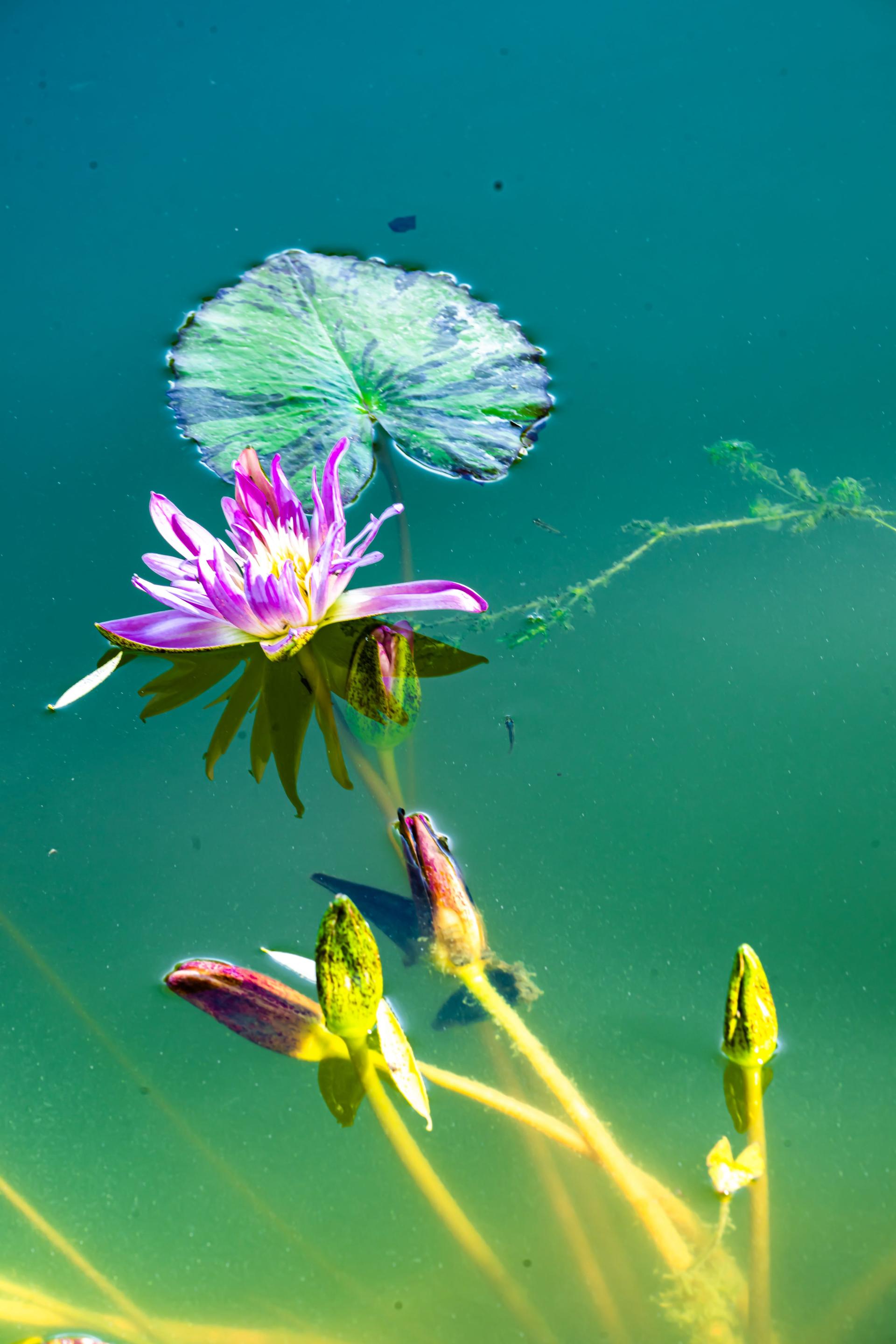 Global Photography Awards Winner - The Beauty of the Lotus
