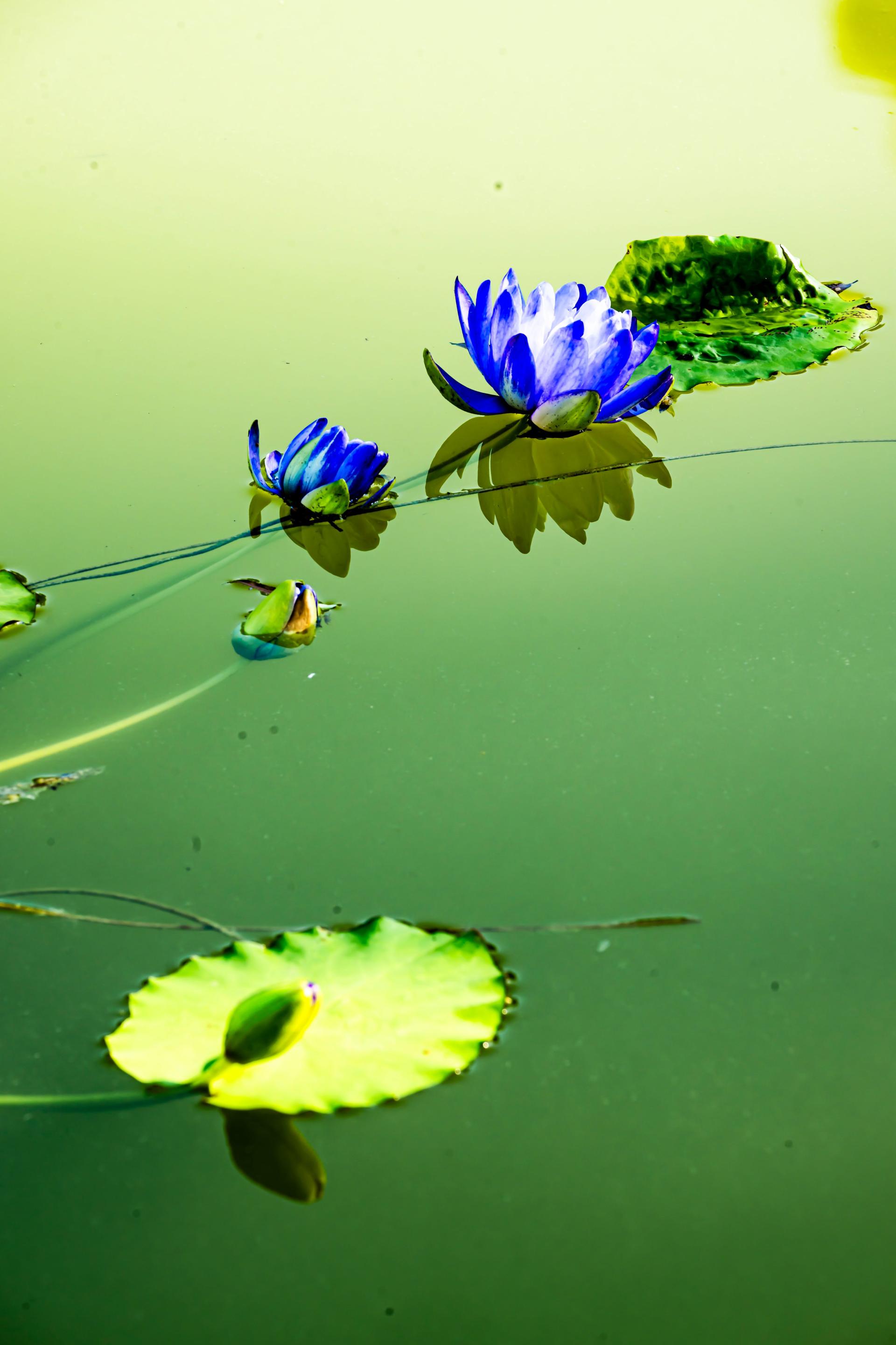 Global Photography Awards Winner - The Beauty of the Lotus