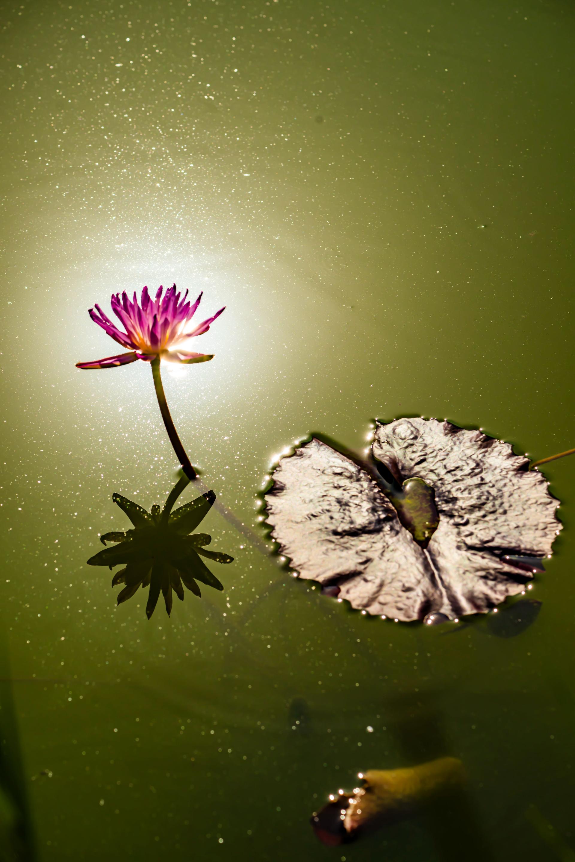 Global Photography Awards Winner - The Beauty of the Lotus