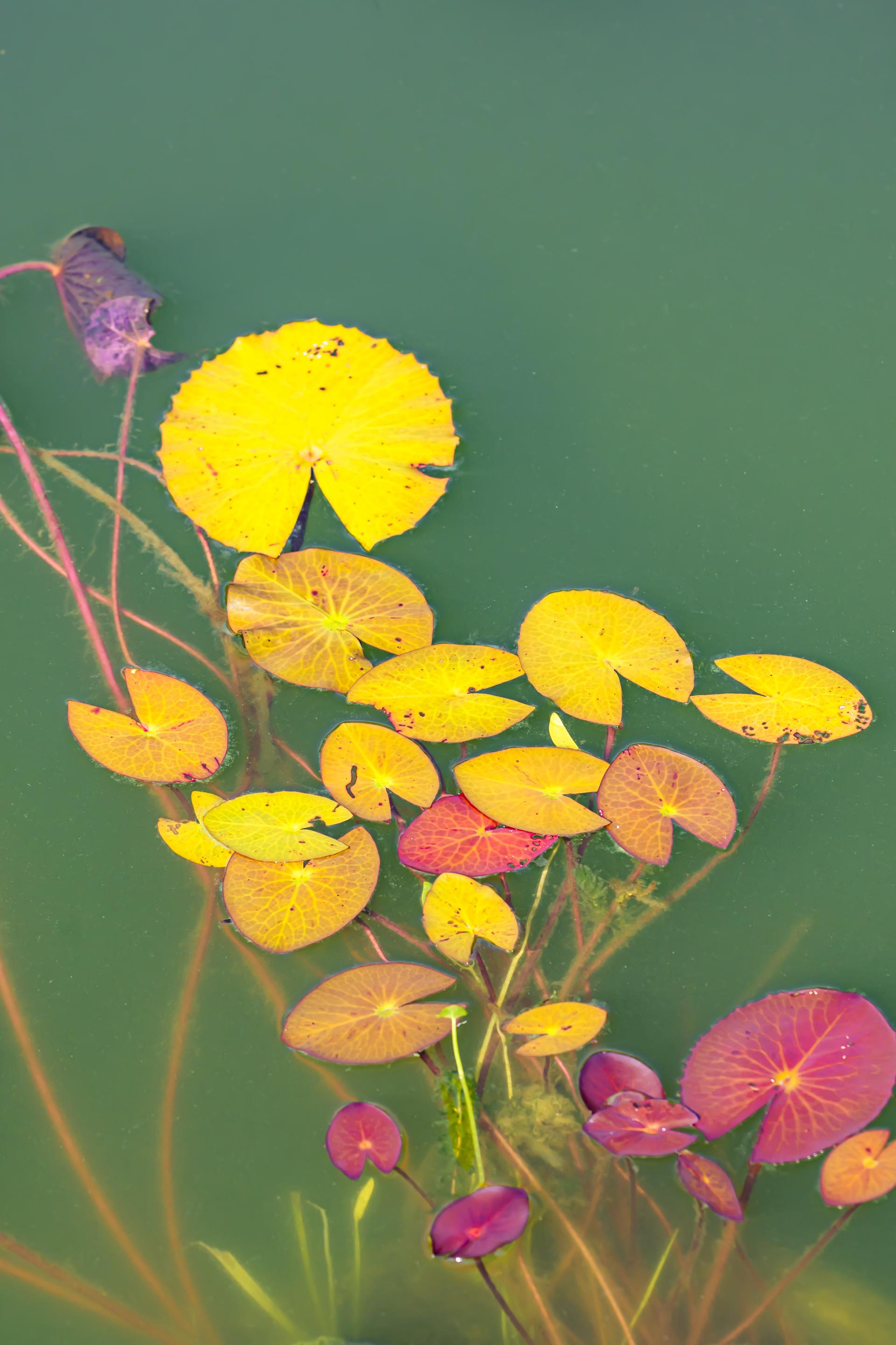 Global Photography Awards Winner - The Beauty of the Lotus