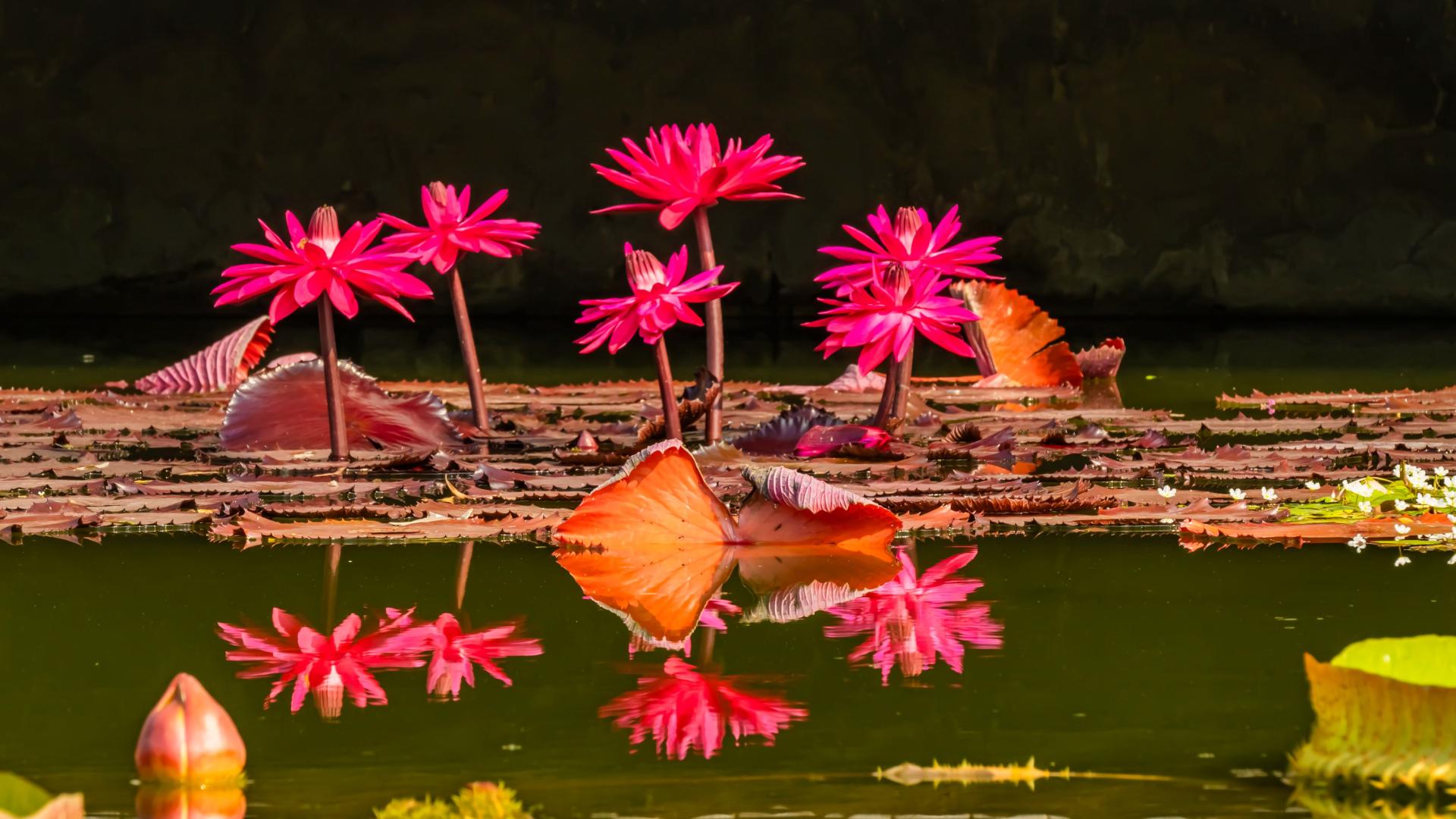 Global Photography Awards Winner - The Beauty of the Lotus