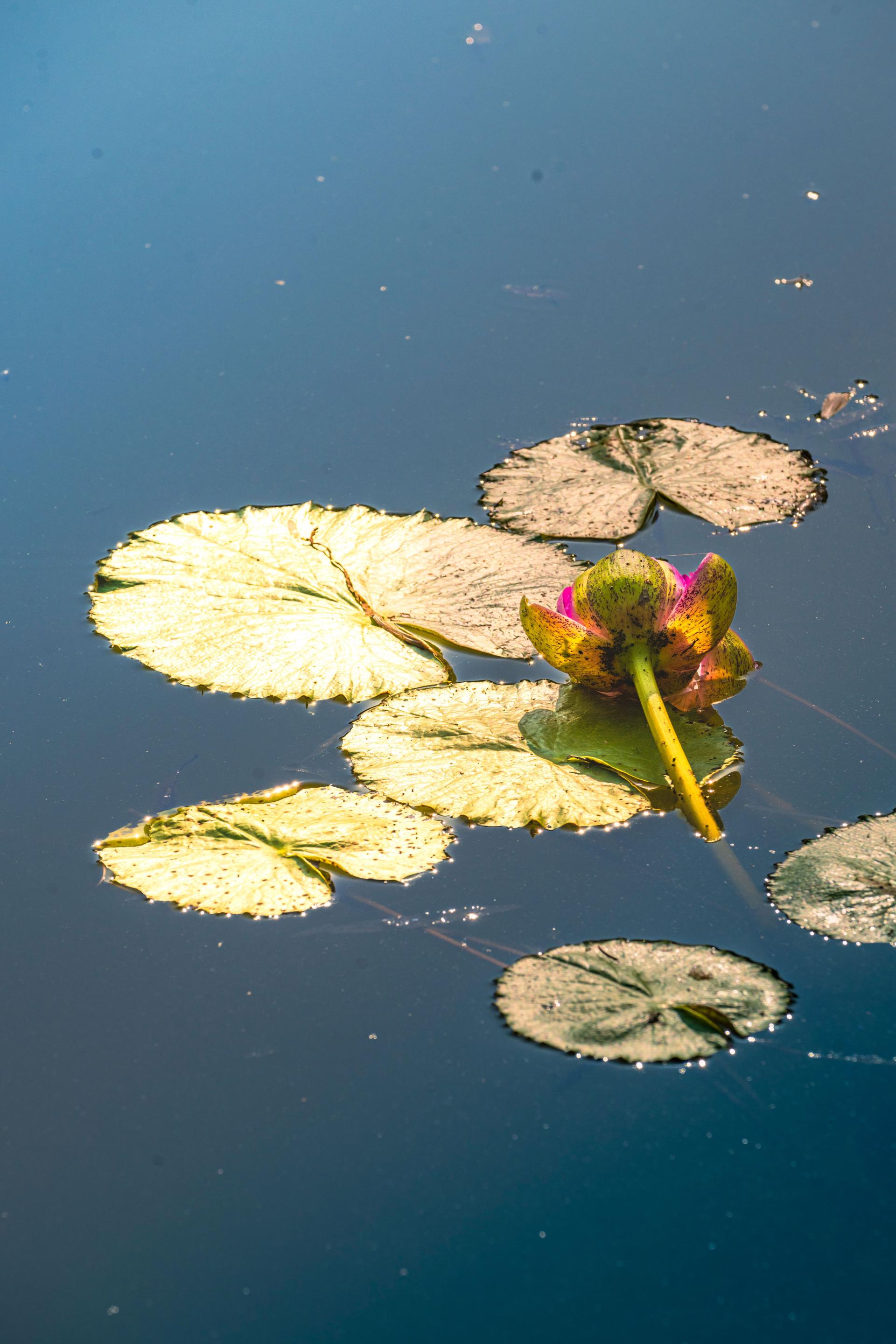 Global Photography Awards Winner - The Beauty of the Lotus