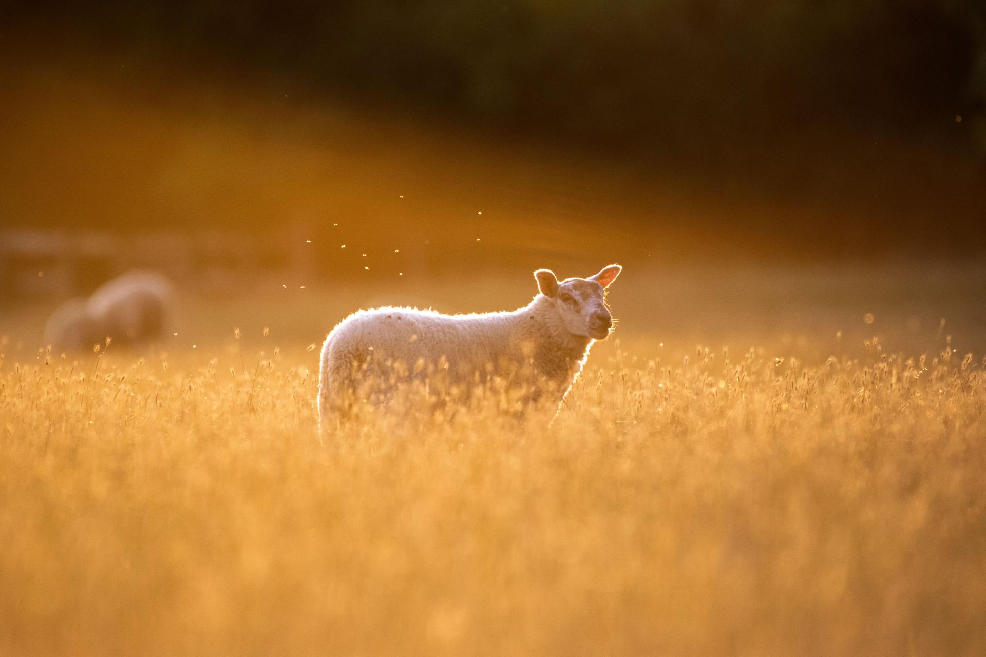 Global Photography Awards Winner - Touched by Gold: The Sheep Beneath the Dying Light