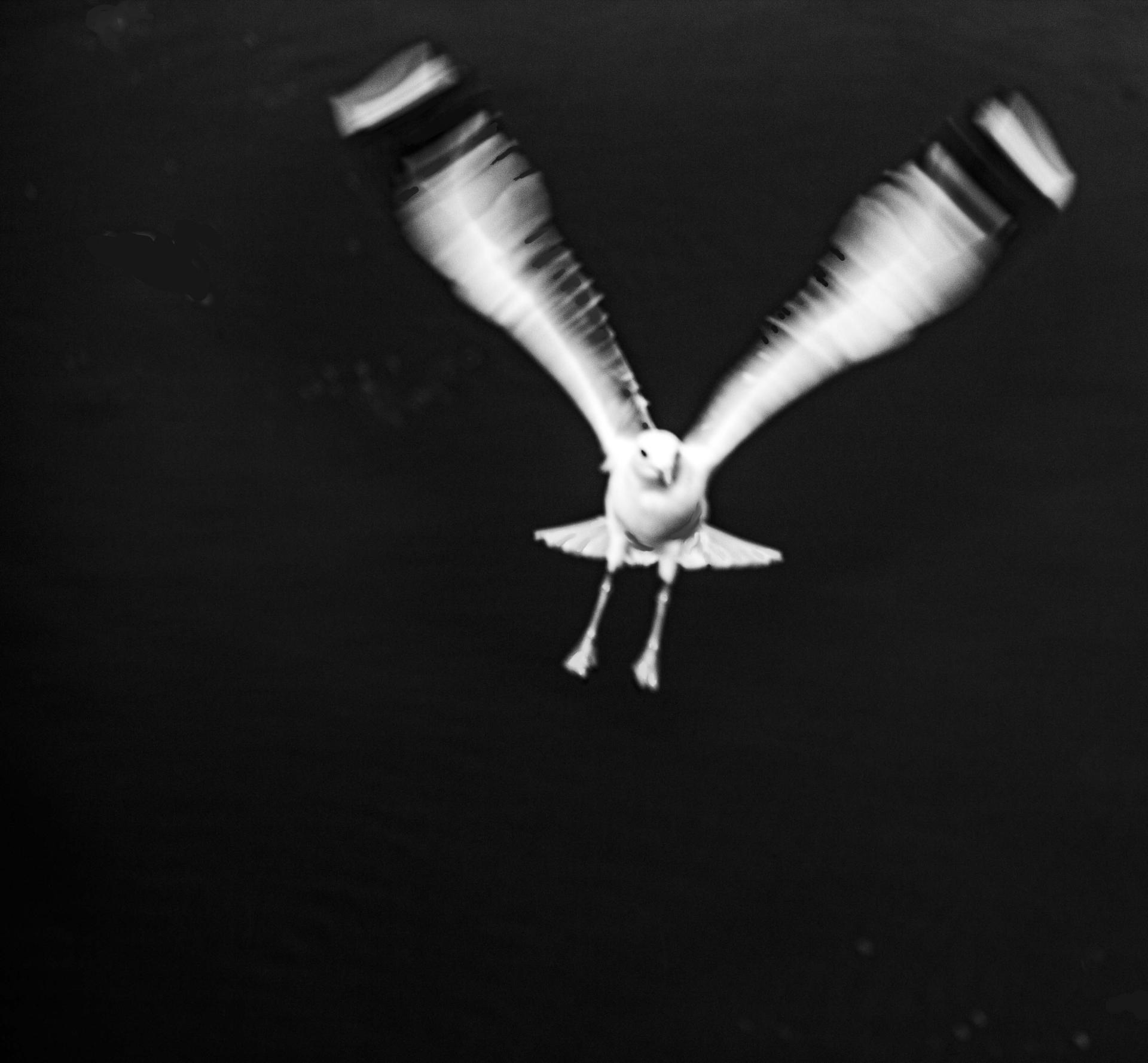Global Photography Awards Winner - FLIGHT
