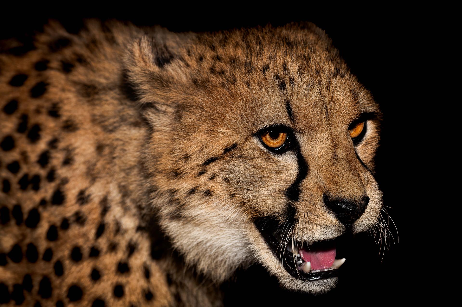 Global Photography Awards Winner - Born to Run