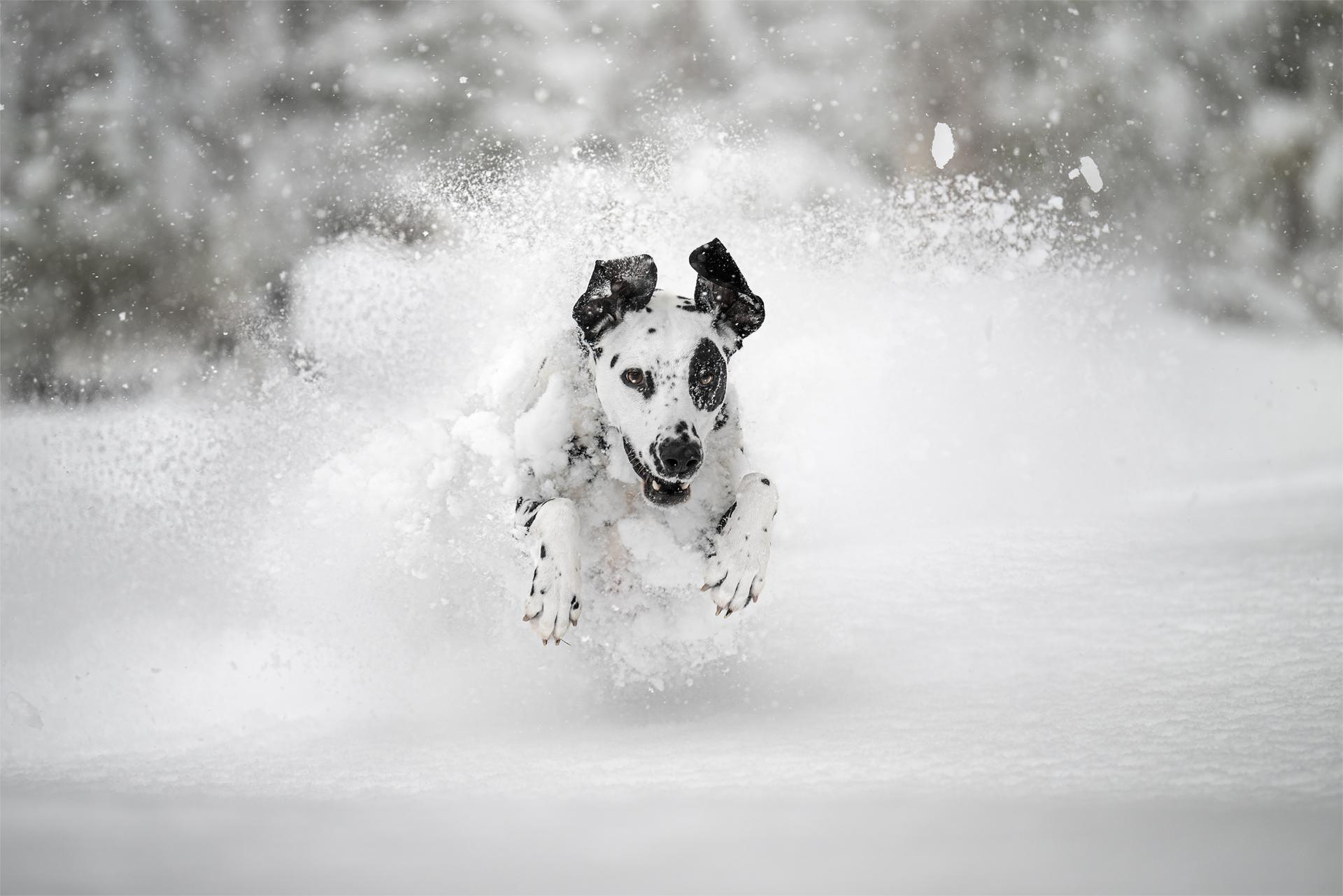 Global Photography Awards Winner - Powdered Dreams