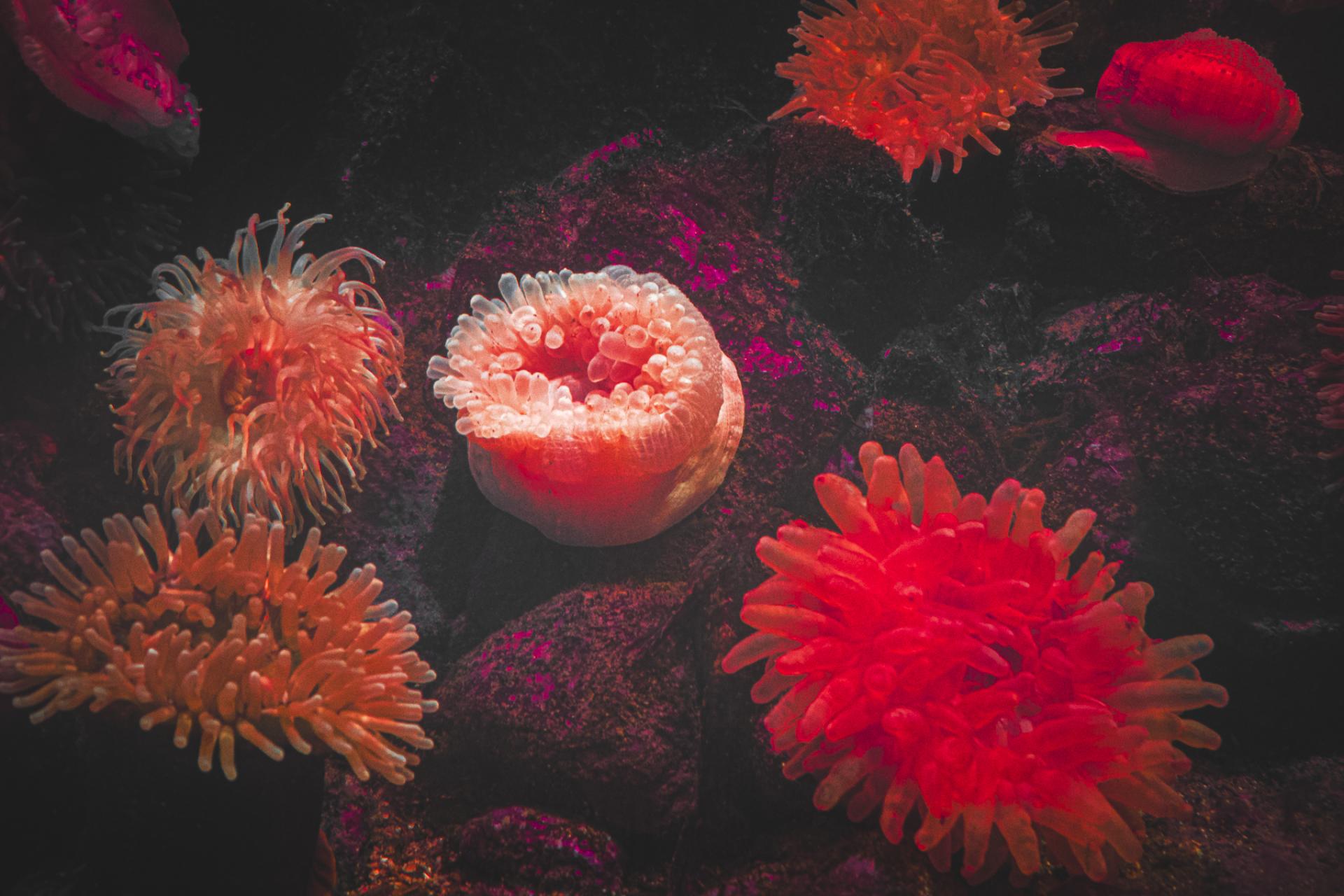 Global Photography Awards Winner - Under the Sea