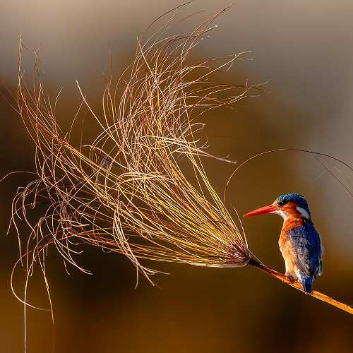 Global Photography Awards Winner - Papyrus