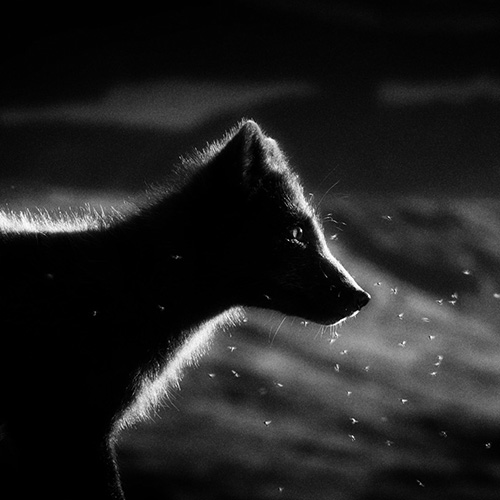 Global Photography Awards Winner - Lord of the Flies